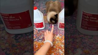 Letting MY CAT MAKE SLIME 🙀😨 [upl. by Loralyn125]