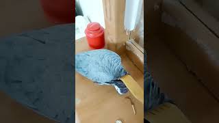 parrot africangrey greyparrots [upl. by Rosalee]