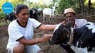 Rebuilding Madagascar’s Cattle Industry [upl. by Leelaj]