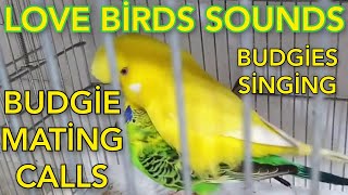 budgies mating call sounds  love birds mating call sounds  parakeets mating call sounds  animals [upl. by Aivital]