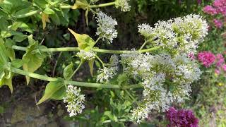 White valerian Centranthus ruber Albus  leaves amp flowers  May 2023 [upl. by Anwahsar]