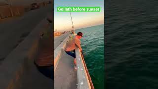 Goliath before sunset 🌅 skyway fishing 🎣 piers [upl. by Yecaw736]