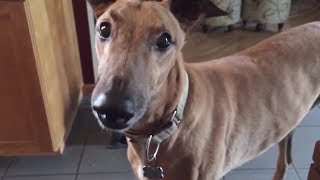 4 you  Funniest Whippet Videos [upl. by Ahserak]