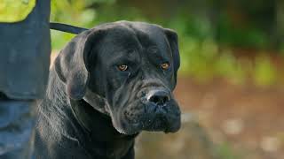 Obedience Work Boerboels Presa Canario and German Shepherds [upl. by Ahsinev]