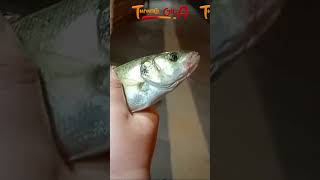 ÇAPARİYLE LEVREK AVI balıkavı fishing oltabalıkçılığı balık tekirdağ fish deniz canlıyem [upl. by Akilam]