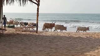 cows on brufut beach [upl. by Lari]