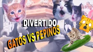 LOS NEGROS DE ATAUD GATOS VS PEPINOS [upl. by Tuchman170]