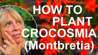 How to Plant and Grow Crocosmia Bulbs  Montbretia [upl. by Derdle725]