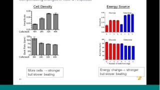 Cardiac Toxicity Assessment Using Stem Cell Derived Cardiomyocytes [upl. by Refinnej138]