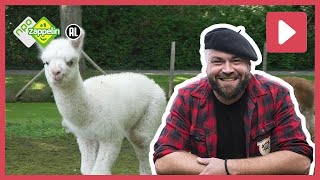 ALPACAS  Beestenbrigade het dierenleven van  NPO Zappelin [upl. by Ardnuahc]