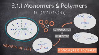 EASY REVISION AQA Alevel Biology 311 Monomers amp Polymers by SpecTransfer [upl. by Zednanref]