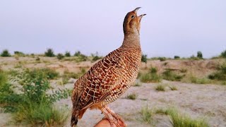 Teetar ki awaz  teetar sound  female teetar awaz  gray francolin teetar voice [upl. by Verras652]