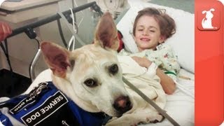 Healing Power of Pets  Seizure Detecting Dog assists boy [upl. by Franchot]