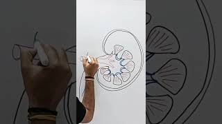 How to Draw Kidney Diagram Step by Step easily shorts kidney viral [upl. by Hendrika]