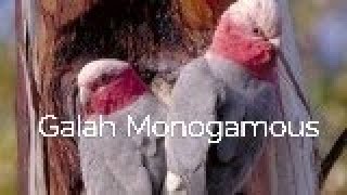 Galah Monogamous birds birdslover birdslife birdspecies [upl. by Anisor]