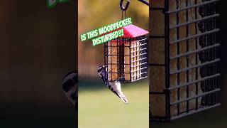 House Finch and Woodpecker  Disturbia birds birdfeeder birdfood burung birdslover new nature [upl. by Arretnahs916]