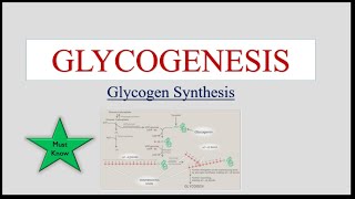 Glycogenesis  Glycogen Synthesis [upl. by Noraha]