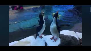 Feather family rockhopper penguin sound [upl. by Willyt]