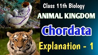 Chordata 👉🏻 Animal Kingdom Class 11th Biology education biology neet boardexam [upl. by Eloken]