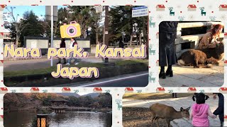 NARA PARK  Kansai  Japan narapark kansai vlogs PakJapanLife [upl. by Evol5]