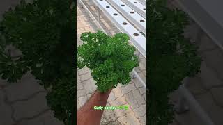 Chervil ☘️☘️ [upl. by Afihtan]