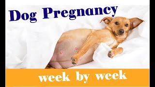 The Stages of Dog Pregnancy  Week by Week Guide 2018 [upl. by Mulcahy199]