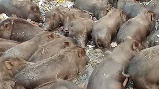 How a group of pigs are bathing in a pondA large herd of pigsoften live in groups [upl. by Eerual]