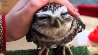 Cutest owl ever northern saw whet owl [upl. by Melina]