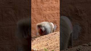 Hamadryas Baboon 🐒 youtubeshorts shortvideo animals travel shortsfeed [upl. by Quitt]