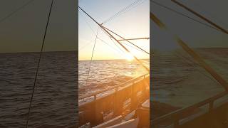 Albacore Tuna Fishing ON THE HUNT FOR ALBACORE tuna fishtough offshorefishing [upl. by Eittol]