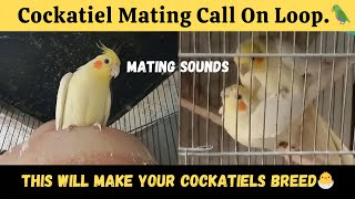 Cockatiel mating call on loop This Mating Call will encourage your cockatiels to Breed Sounds [upl. by Bensky266]