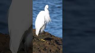 Little Egret Brancaster Staithe shorts [upl. by Ynafets]