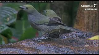 Fruit Feeder Cam PTZ at Canopy Lodge Anton Valley Panama exploreorg November 10 2024 [upl. by Allemrac262]