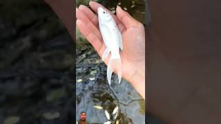 Dekho Japan ke Nali Me Kitni beautiful fish rahti Hai facts shortvideo [upl. by Etnovahs706]