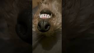 The perfect teeth of Missy the Bedlington Whippet also she could be a vampire doglover [upl. by Maretz]