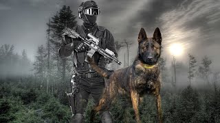 Belgian Malinois FACTS Finally Revealed [upl. by Camilla]