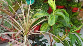 My Dracaena Collection with Care Tips  How to Grow and Care Dracaena Plant  Fun Gardening [upl. by Tichonn]