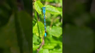 A Common Blue Damselfly posing remarkably well to show its distinctive features [upl. by Black624]