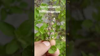 verticillaster inflorescence familyLabiatae shorts shortsvideo [upl. by Arual]