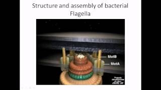 Flagella structure and assembly [upl. by Anirtap]