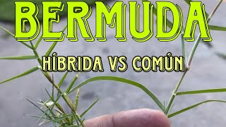 Diferencia entre Bermuda Híbrida y Común [upl. by Nnayhs]