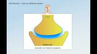 Hormonsystem og nervesystem [upl. by Dewain]