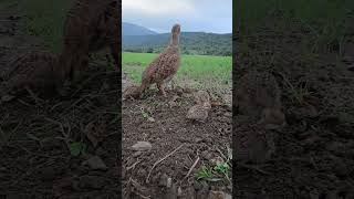 She is calling her chicks  shortfeed viral teetar birdslover partridges [upl. by Christa942]