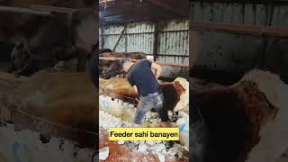 Feeder me hi phas gya🤣 rooftop farming GOAT farm animals pets earn [upl. by Nodnnarb]