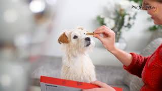 HundeAdventskalender mit Foto [upl. by Eleanore245]