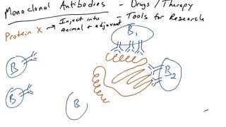 Monoclonal antibodies part 1 [upl. by Nesnaj253]