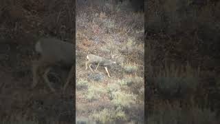 GIANT buck down hunting wildlife outdoors deer muledeer idaho liveaction wstrnelvtn [upl. by Jackson]