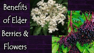 Benefits of Elderberries and Elderflowers [upl. by Carmine]