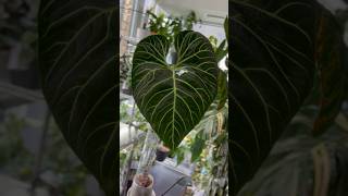 The newest leaf on my Anthurium Regale is everything 🤩 anthuriumregale anthurium houseplants [upl. by Rakia]