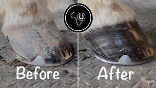 Full horse hoof restoration [upl. by Nosam]